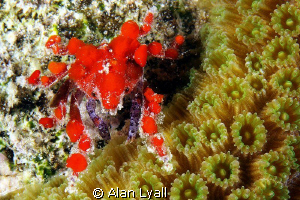 Cryptic teardrop crab - night dive in Bonaire by Alan Lyall 